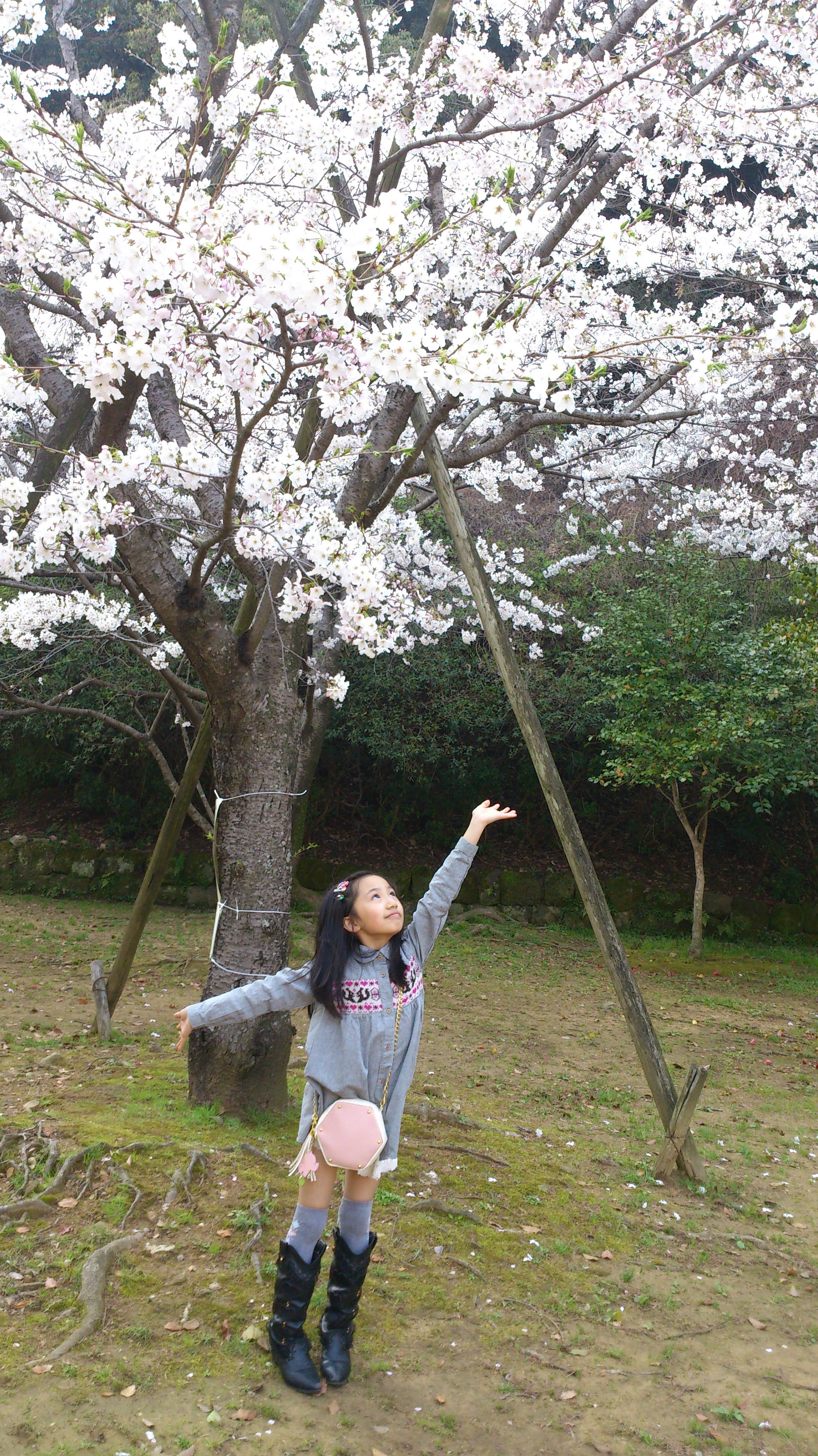 桜の名所「名切公園」