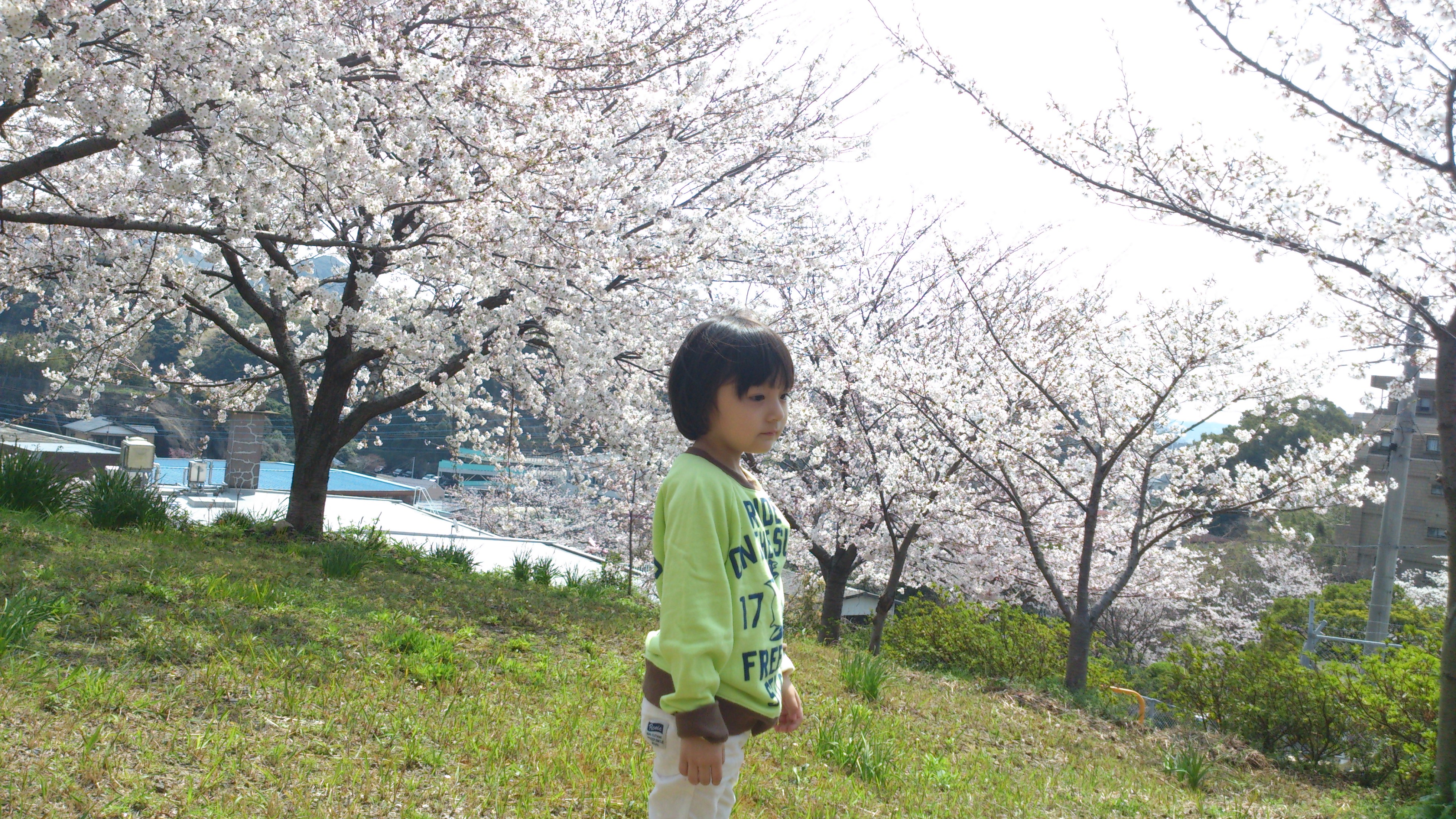 桜の名所「名切公園」
